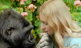 大猩猩交配视频高清,高清交配视频揭秘神秘生活